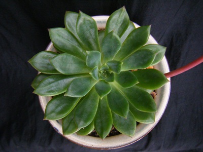 echeveria emeraldlip (1).JPG